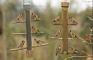 finches feeders