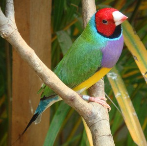 Gouldian Finches | Finch Birds