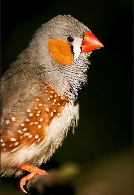 Zebra Finches as pets | Finch Birds